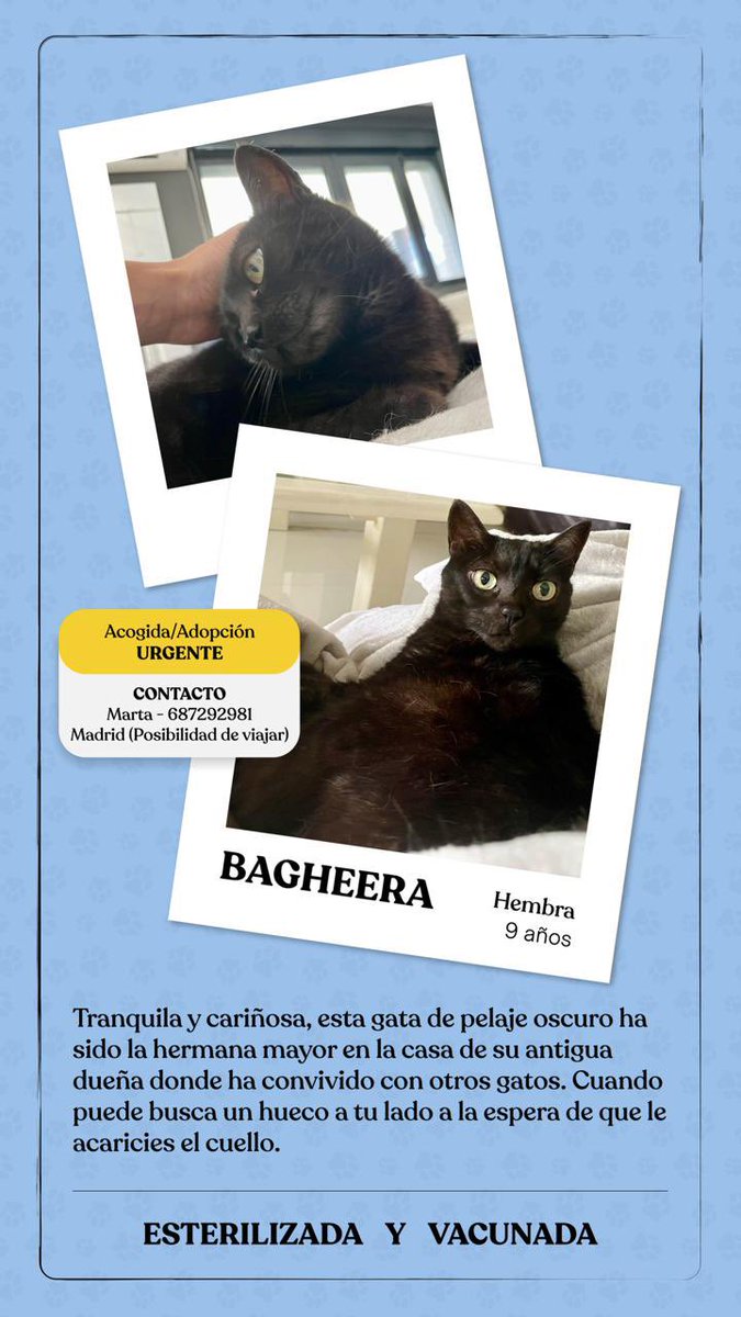 martserna_'s tweet photo. Tras perder a su dueña de forma repentina estas gatitas buscan un nuevo hogar.  Como son domésticas no se adaptarían a una colonia y menos a vivir en una jaula! 😔 
Son sociables y están acostumbradas a convivir con otros gatos!
Ayúdanos a buscarles una familia! https://t.co/ZMtAhtJqrO
