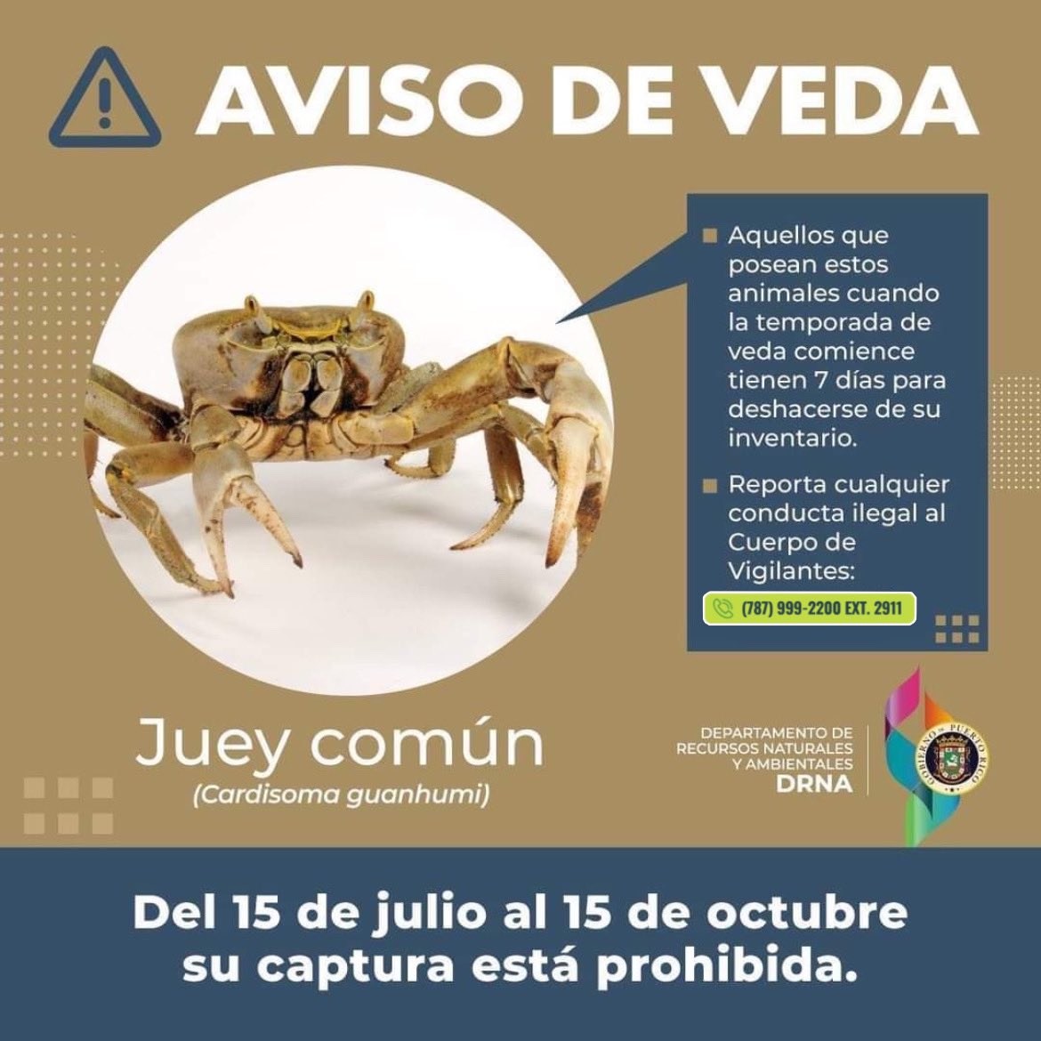 🚨 ¡Atención! 🚨

La captura del juey común (Cardisoma guanhumi) está prohibida del 15 de julio al 15 de octubre. Los que posean estos animales cuando la veda comience, tienen 7 días para deshacerse del inventario.

🔴 Reporta conductas ilegales: (787) 999-2200 ext. 2911.
