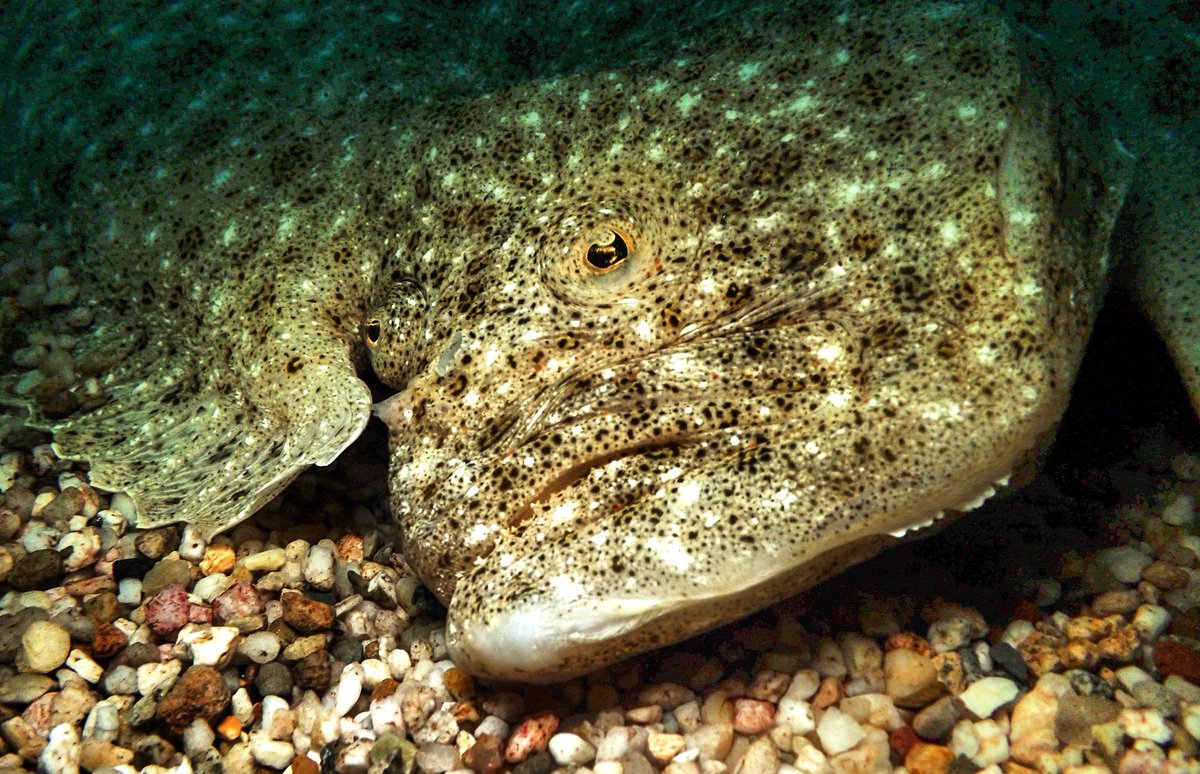 SaltwaterlifeUK's tweet image. 👀 Ever feel like you’re being watched? 
This turbot (Scophthalmus maximusis) is keeping a close eye on me!

#turbot #fish #flatfish #underwater #underwaterphotography #scubadiving #divelife #marinebiologist #saltwaterlife