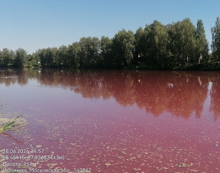 ecmo_ru's tweet image. 🙈Река Мураниха в Домодедово, где раньше было много рыбы и жили бобровые семьи, теперь напоминает борщ и очень плохо пахнет - видео: ecmo.ru/news/reka-mura…

✅Подпишитесь на наш канал t.me/ecmoru

#мураниха #домодедово #подмосковье #истомиха