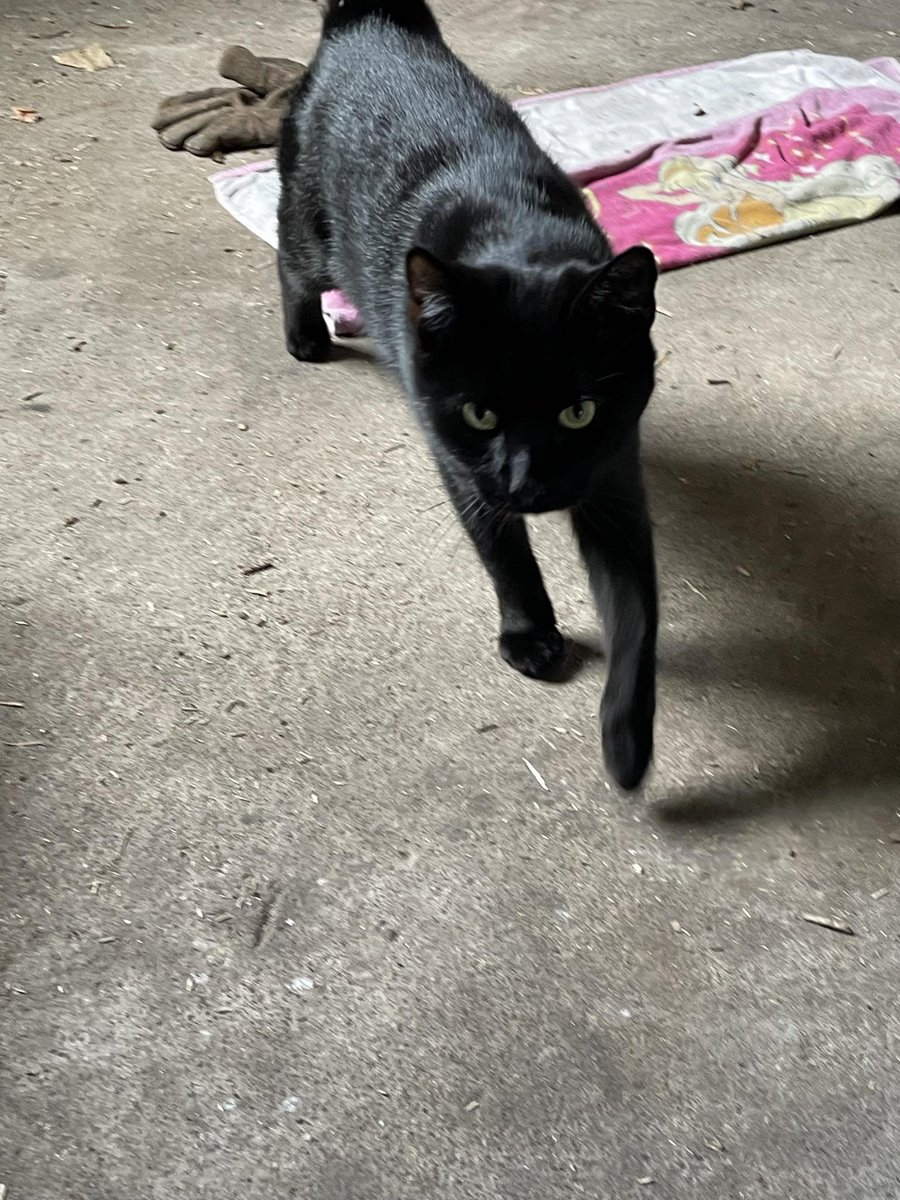 Vilde katte tweet media