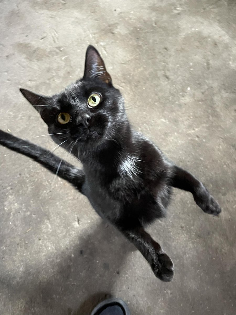 Vilde katte tweet media