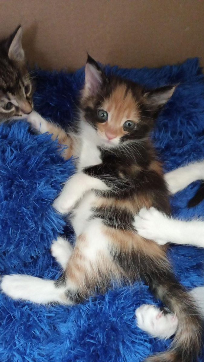 Kiimm Bu bebişi sahiplenip ağzını burnunu yemek isteeerrr 😻😻😻