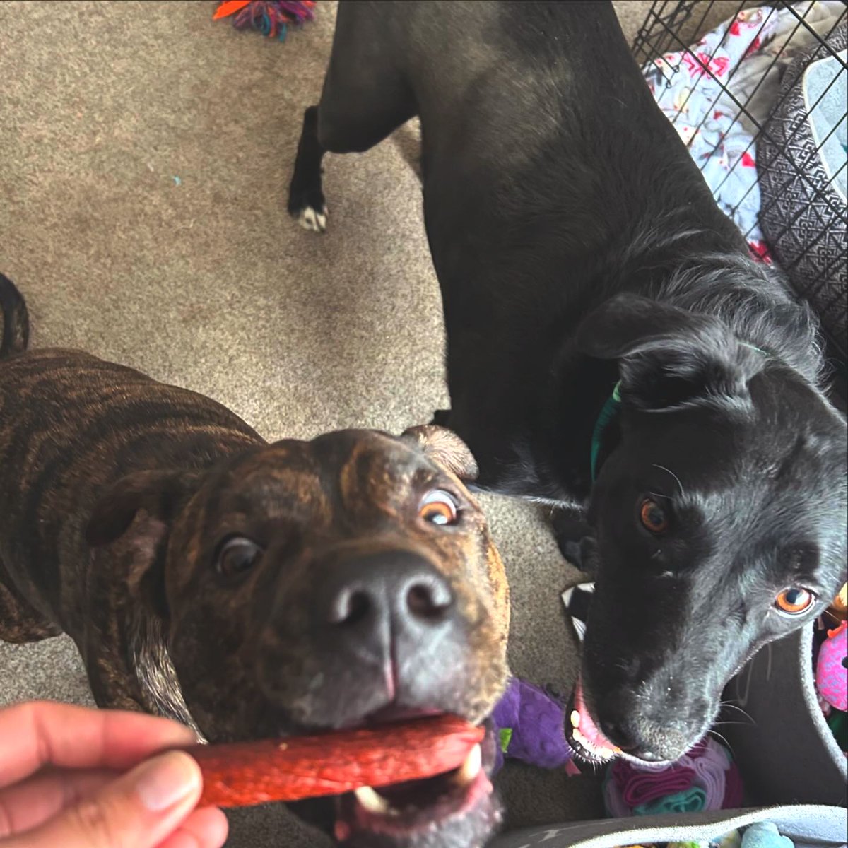 HappyHowiesInc's tweet photo. #repost Today, Griffin has class! That means it’s a #happyhowies day! On training days, high quality, and reward treats are a must to have very engaged dog. We love the meat rolls for class! Mom cuts them up into tiny bites for class.( #📷 @griffinthepupandotto ) https://t.co/0z8LGNRs8Q