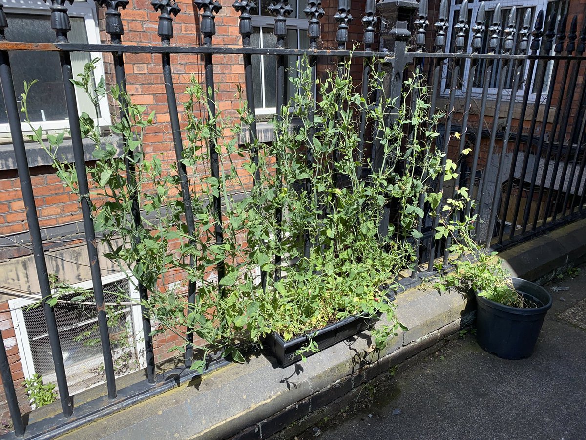 Michael Harper tweet media