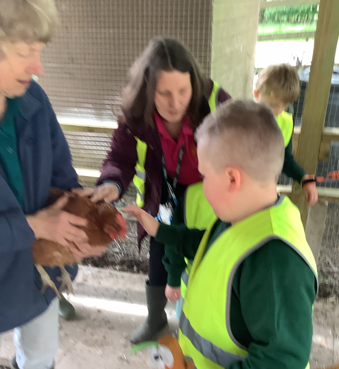 Pupils in 1B had a fantastic visit to Mount Pleasant Farm today, they fed the chickens, the sheep and met some beautiful cows @CLOtC