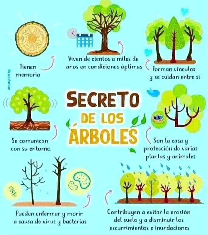 verdejomar's tweet photo. Os voy a contar un secreto 🌳 o dos o tres ... ¿Sabéis alguno más ?
#treeinfluencers https://t.co/M00bbbgpGt