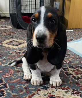 Say hello to Nelson, an eleven-week-old Bassett puppy. He had a dedication on <a href="/ClassicFM/">Classic FM</a> Requests upon his arrival in his new home. 
It was Sogno di Volare (Dream of Flight) by composer Christopher Tin to help make his day. 😀
🐾🐾