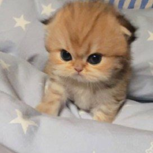 TillyCoinSolana's tweet photo. Believe in second chances.

Believe in generational wealth.

Believe in the cutest cat on Solana.

$TILLY IS THE TICKER, TRILLIONS IS THE TARGET. https://t.co/Z4jCa4Cv0J
