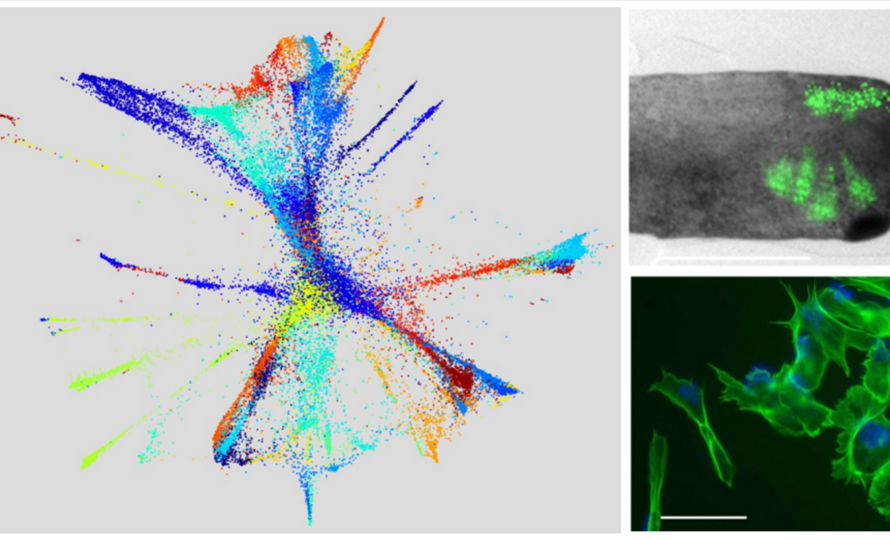 Institut Curie (@institut_curie) on Twitter photo 🔬 Researchers from <a href="/institut_curie/">Institut Curie</a>, <a href="/CNRS/">CNRS 🌍</a>, <a href="/Sorbonne_Univ_/">Sorbonne Université</a>, led by Dr Valérie Borde in collaboration with <a href="/I2BCParisSaclay/">I2BC Paris-Saclay</a>, <a href="/USI_university/">USI University</a> shed light on how the human nuclease MRN, vital for #DNA repair, is regulated.
➡️ Read more on: institut-curie.org/news/corporate… 🔬 Researchers from <a href="/institut_curie/">Institut Curie</a>, <a href="/CNRS/">CNRS 🌍</a>, <a href="/Sorbonne_Univ_/">Sorbonne Université</a>, led by Dr Valérie Borde in collaboration with <a href="/I2BCParisSaclay/">I2BC Paris-Saclay</a>, <a href="/USI_university/">USI University</a> shed light on how the human nuclease MRN, vital for #DNA repair, is regulated.
➡️ Read more on: institut-curie.org/news/corporate…