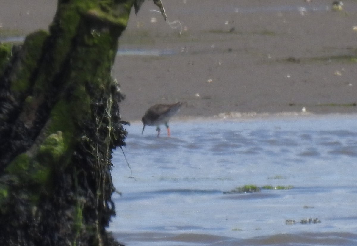 Colour flagged Redshank back for its fourth summer on the Coquet Estuary. (Initially ringed on the Humber).  Also still 11 Knot and 9 Bar-wit that seem to be staying for the summer and today a Whimbrel, perhaps the first one back? <a href="/NTBirdClub/">Northumberland & Tyneside Bird Club</a> <a href="/rings_ne/">NERings</a>