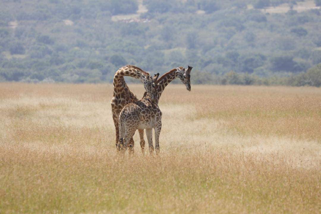 minotidaniel's tweet photo. Kenya Heritage https://t.co/0bixZ8DnLW