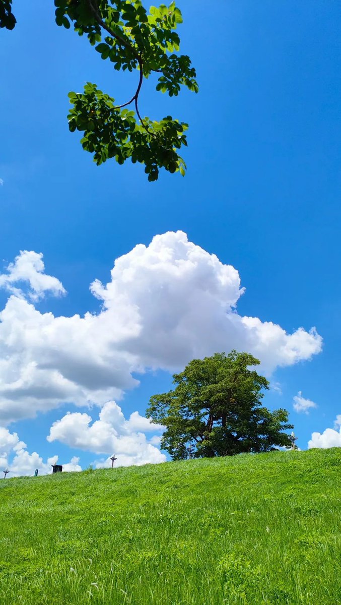 lovechaozhou's tweet photo. The #sky in #Chaozhou in recent days decorated with azure, cotton candy-like white clouds☁️ and lush greenery🌿, resembling a stunning and soothing oil painting🖼️. https://t.co/g6sFfGi2so
