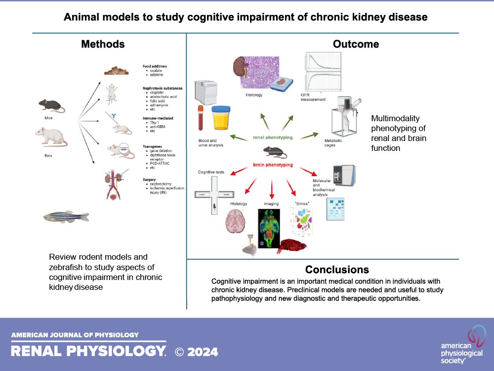 AJP Renal (@ajprenal) on Twitter photo 🎞️First Author Highlight Article🎞️
#AJPRenal REVIEW
Animal models to study cognitive impairment of chronic kidney disease
By: Pedro H. Imenez Silva, et al.
ow.ly/FJsY50SuNW7
#CKD #Pathophysiology <a href="/ImenezPedro/">Pedro Henrique Imenez Silva</a> <a href="/CarstenAWagner/">Wagner, Carsten</a> 🎞️First Author Highlight Article🎞️
#AJPRenal REVIEW
Animal models to study cognitive impairment of chronic kidney disease
By: Pedro H. Imenez Silva, et al.
ow.ly/FJsY50SuNW7
#CKD #Pathophysiology <a href="/ImenezPedro/">Pedro Henrique Imenez Silva</a> <a href="/CarstenAWagner/">Wagner, Carsten</a>