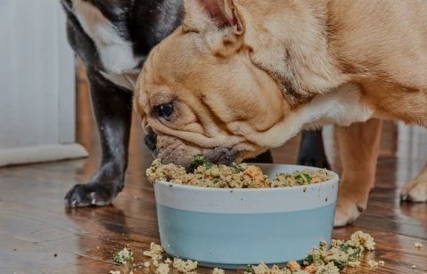 elizangel69's tweet photo. Puppy was eating 🍲🐾
#eatingtime https://t.co/ic9PB4ptgD