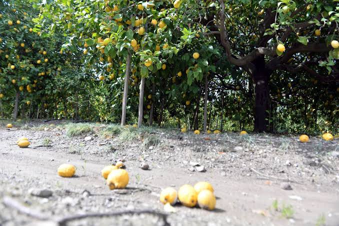 akyzvolkan's tweet photo. "Çiftçimiz emeğinin hakkını alamıyor"
Artan maliyet ve düşük alım fiyatları üreticimizi büyük zarara uğratırken vatandaş market ve pazarlardan çok pahalı fiyatlara alıyor.

Hükümet tarım politikasını acilen gözden geçirmek zorundadır aksi halde üretim durma noktasına gelecektir. https://t.co/Dh0Wr5kZTx