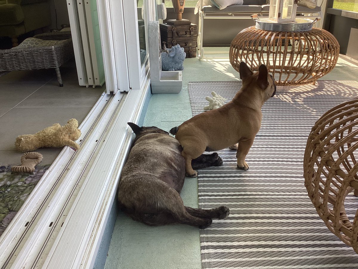 Roz3Dogs's tweet photo. Best seat in the house #FrenchieLife Irma and baby Agnes https://t.co/KTDROH7nsq
