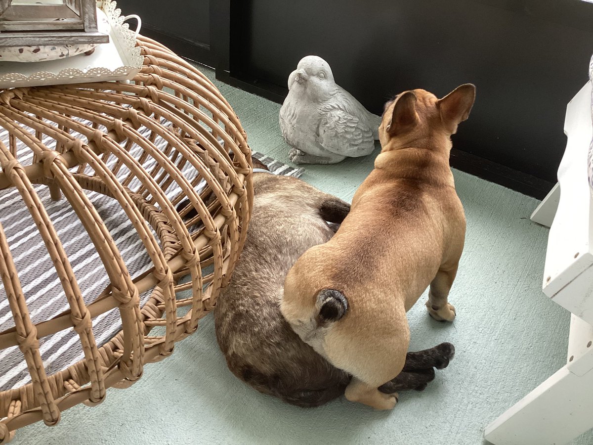 Best seat in the house #FrenchieLife Irma and baby Agnes