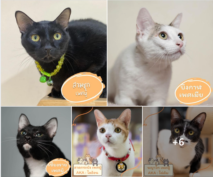 CatsterClub's tweet photo. ถ้าอยากมีรัก ไม่ต้องรอเดือนกรกฎา ทักเรามาได้เลย
✨อัปเดตน้อง ๆ ที่ยังรอบ้านใหม่🐈

https://t.co/Qv5sVyFXqb

สนใจรับน้องไปกอดที่บ้านทักข้อความเพื่อขอลิงก์กรอกเอกสารได้เลยนะคะ
***คุณสมบัติเบื้องต้นของผู้รับอุปการะ
- พักบ้านพักส่วนตัว
*หากเป็นหอ คอนโด อพาร์ทเมนต์ ต้องมีหนังสืออนุญาตให้เลี้ยงสัตว์ในที่พัก พร้อมเบอร์ติดต่อนิติบุคคลหรือส่วนกลางมายื่นด้วยค่ะ
- เลี้ยงระบบปิด 100%
- มีความพร้อมทุกด้านที่จะดูแลน้องในทุกเรื่องจนสิ้นอายุขัย
- หากยังศึกษาอยู่ รบกวนชวนผู้ปกครองมาด้วยนะคะ

-ในกรณีที่มีน้องแมวอยู่แล้ว-
*ทำวัคซีน ถ่ายพยาธิ หยอดเห็บหมัดอย่างสม่ำเสมอ 
*ให้นำสมุดวัคซีนน้องแมวมาด้วยนะคะ 

✅ตรวจเลือดเอดส์ - ลิวคีเมีย  ถ่ายพยาธิ เรียบร้อย
✅ อุปการะฟรีไม่มีค่าใช้จ่าย
***ขออนุญาตไม่รับจองน้องทุกกรณีจ้า 😊 ***
ให้โอกาสกับคนที่มาถึงก่อนและมีความพร้อมนะคะ