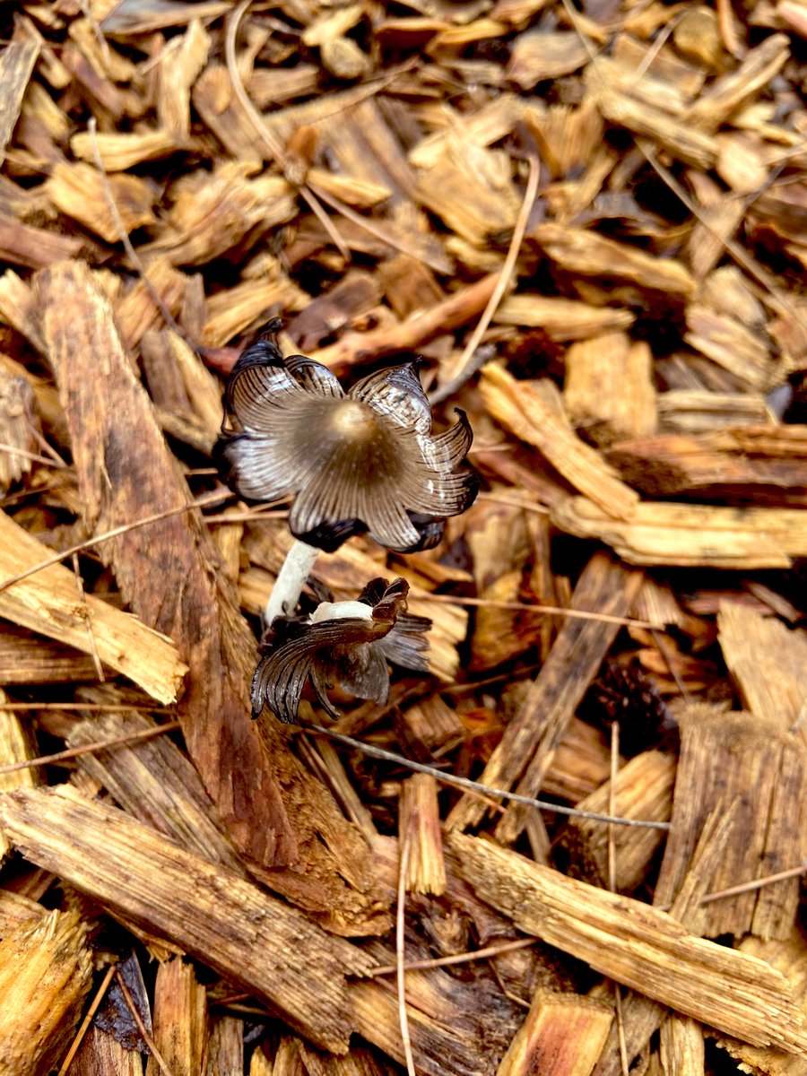 el_rich182's tweet photo. Me encontré con estos hongos de formas peculiares @Fungi_Cosas ¿Qué me pueden decir de ellos?
🍄 https://t.co/9Wxvd8HDio