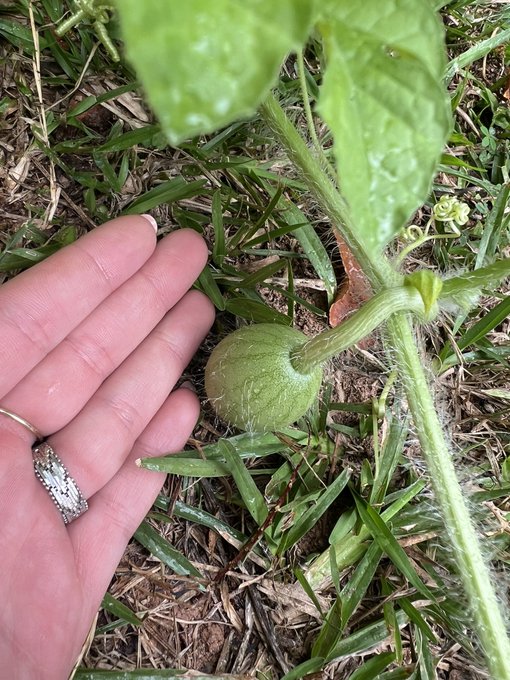 Going to be posting updates of my watermelon so everyone can share in my joy of watching him grow.   Day
