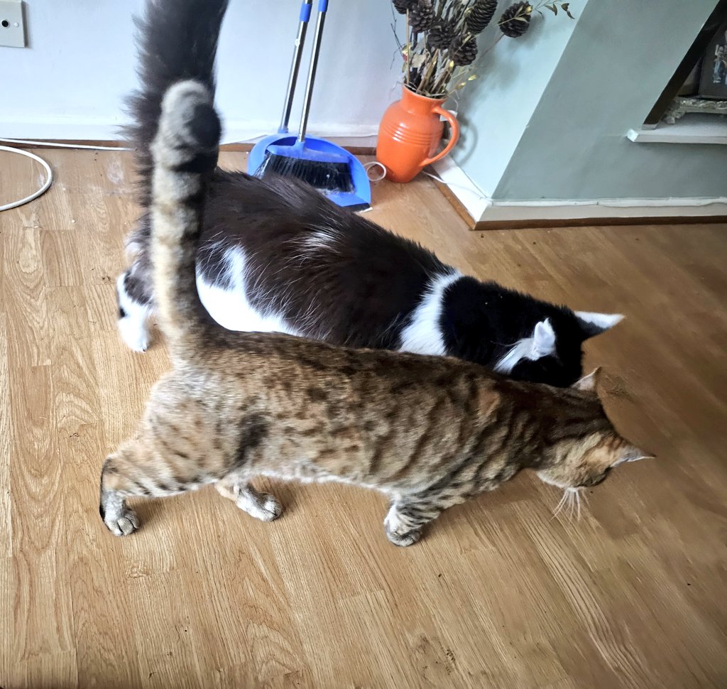 My 2 supposedly loyal subjects... they just can't stay apart...
#Hedgewatch #QueenK #kali #hiccup