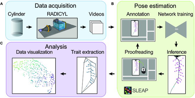 Exciting news! We're revolutionizing plant phenotyping with a segmentation-free approach using SLEAP for landmark detection on plant roots. #PlantScience #DeepLearning #Phenotyping 
Details: spj.science.org/doi/10.34133/p…
