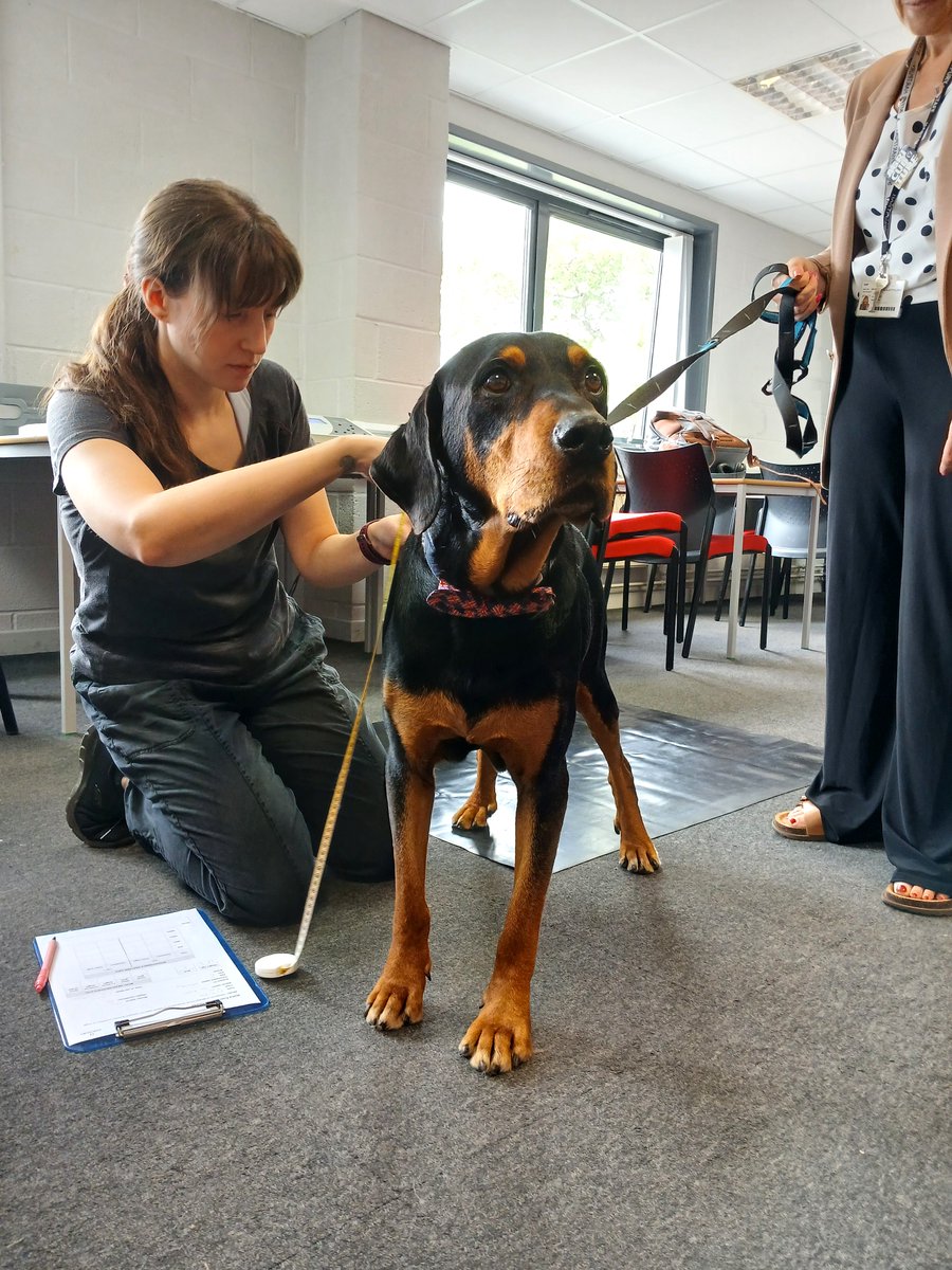 HartpuryUniAnAg's tweet photo. This week we welcomed #dogs and their owners on @Hartpury campus for a study that @WandaMcCormick and Becky Favier are carrying out to look at better ways to monitor #bodycondition. Thanks to all the very well behaved dogs! #research #pets #animal https://t.co/9gOoZsPgV0