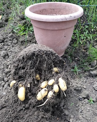 rcscribbler's tweet photo. In April when the garden was swamp I planted a couple of charlottes in tubs just to see what would happen. Voila! #digforvictory https://t.co/bpFYFhwhgs