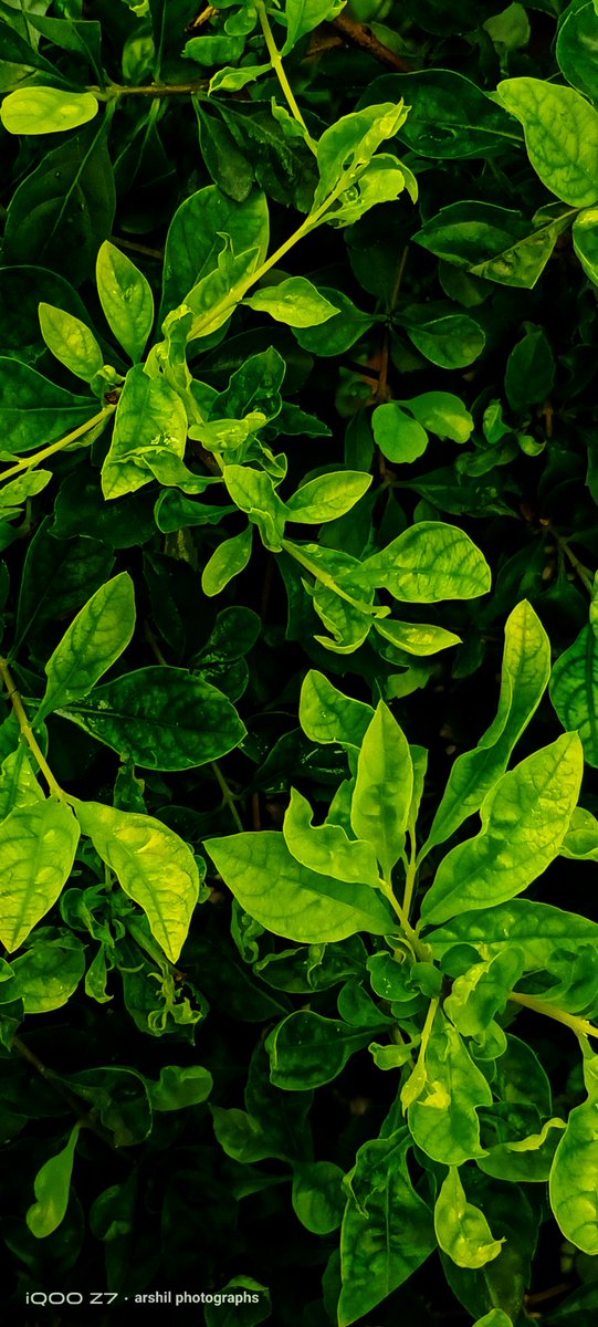 ArshilS72216755's tweet image. Here&apos;s My #ShotOniQOO | Monsoon Showers’ Dhamakedar Entry 🤞

#iQOOZ75G #FeatureMeOnSocial 

@IqooInd @nipunmarya @parakram_h