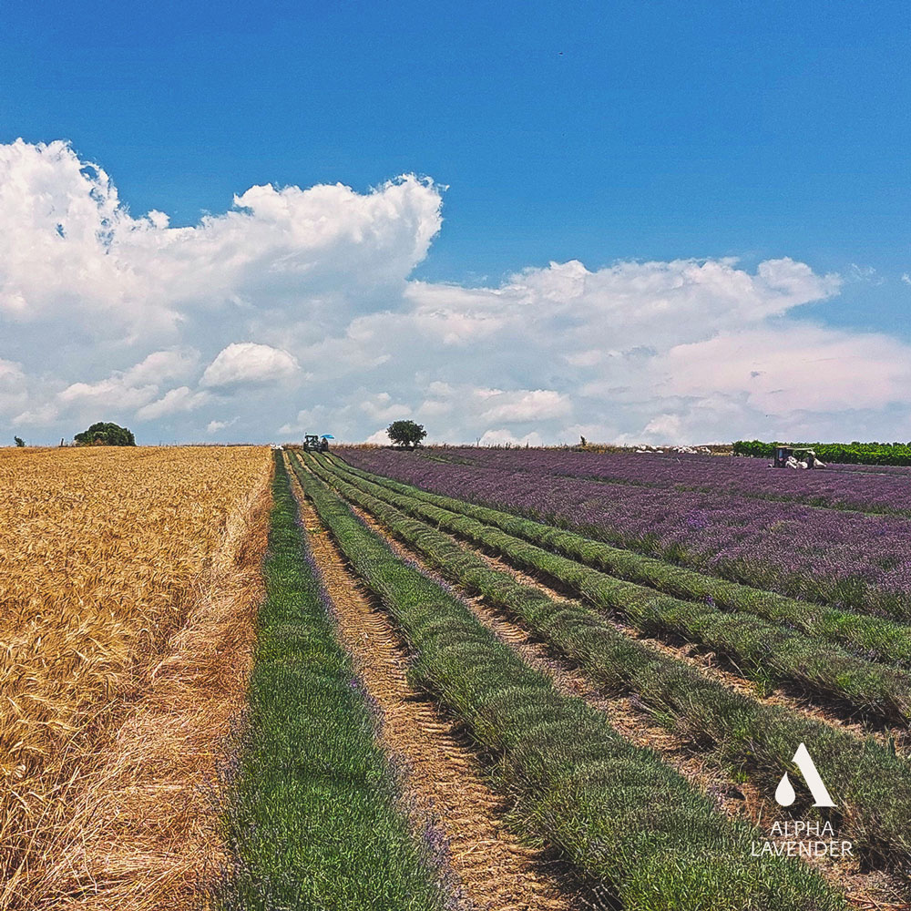 alphalavender's tweet photo. 😊 Harvesting lavender 🌿 surrounded by
the stunning colors of purple 💜 &amp; golden wheat 💛🌾

👉 Manufacturer &amp; wholesale supplier of #lavenderoil
&amp; #immortelleoil
🤙+30 699 700 6751

#LavenderHarvest #WheatFields #λεβάντα #απόσταξη
#λεβάντας #συγκομιδή
#αιθέριοέλαιο
#harvest https://t.co/YrBkWV3qNz