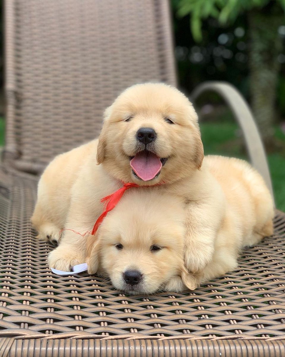 cutiespuppies's tweet image. 