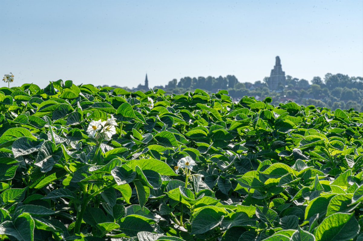 IPMPotatoGroup's tweet photo. Our French team enjoying the beautiful weather in Mont-Saint-Eloi in Northern France, while they inspect the growing crops.
#potatocrops #NorthernFrance #Belami #Sensation https://t.co/O2YZianLHR