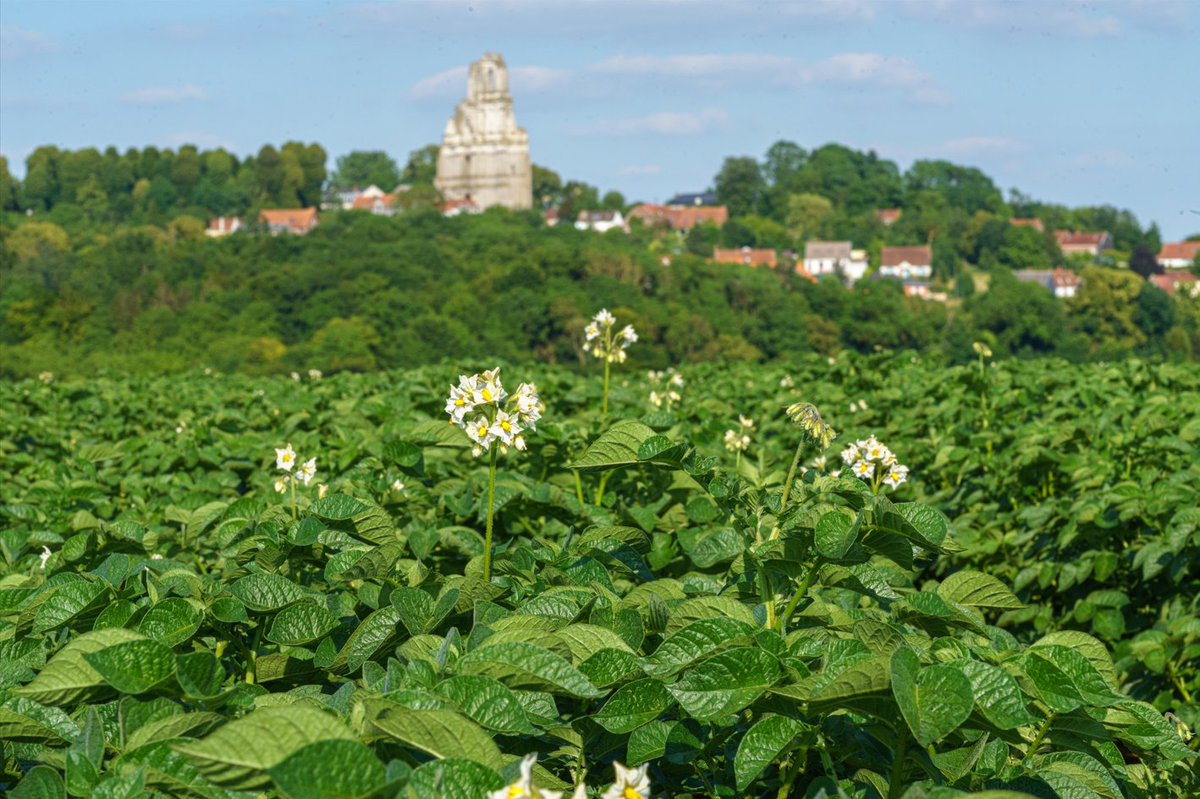 IPMPotatoGroup's tweet photo. Our French team enjoying the beautiful weather in Mont-Saint-Eloi in Northern France, while they inspect the growing crops.
#potatocrops #NorthernFrance #Belami #Sensation https://t.co/O2YZianLHR