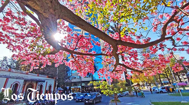 LosTiemposBol's tweet photo. [EN IMÁGENES] 
#Cochabamba 
El invierno llegó florido a la Llajta, donde las plazas y calles de diferentes zonas de la ciudad se tiñen de rosa, por los #tajibos que florecen en esta época del año.  
📸Daniel James - Los Tiempos 
https://t.co/Z5HYPRQYbz https://t.co/FR0kqV92hA