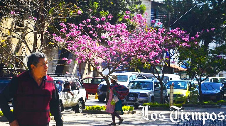 LosTiemposBol's tweet photo. [EN IMÁGENES] 
#Cochabamba 
El invierno llegó florido a la Llajta, donde las plazas y calles de diferentes zonas de la ciudad se tiñen de rosa, por los #tajibos que florecen en esta época del año.  
📸Daniel James - Los Tiempos 
https://t.co/Z5HYPRQYbz https://t.co/FR0kqV92hA