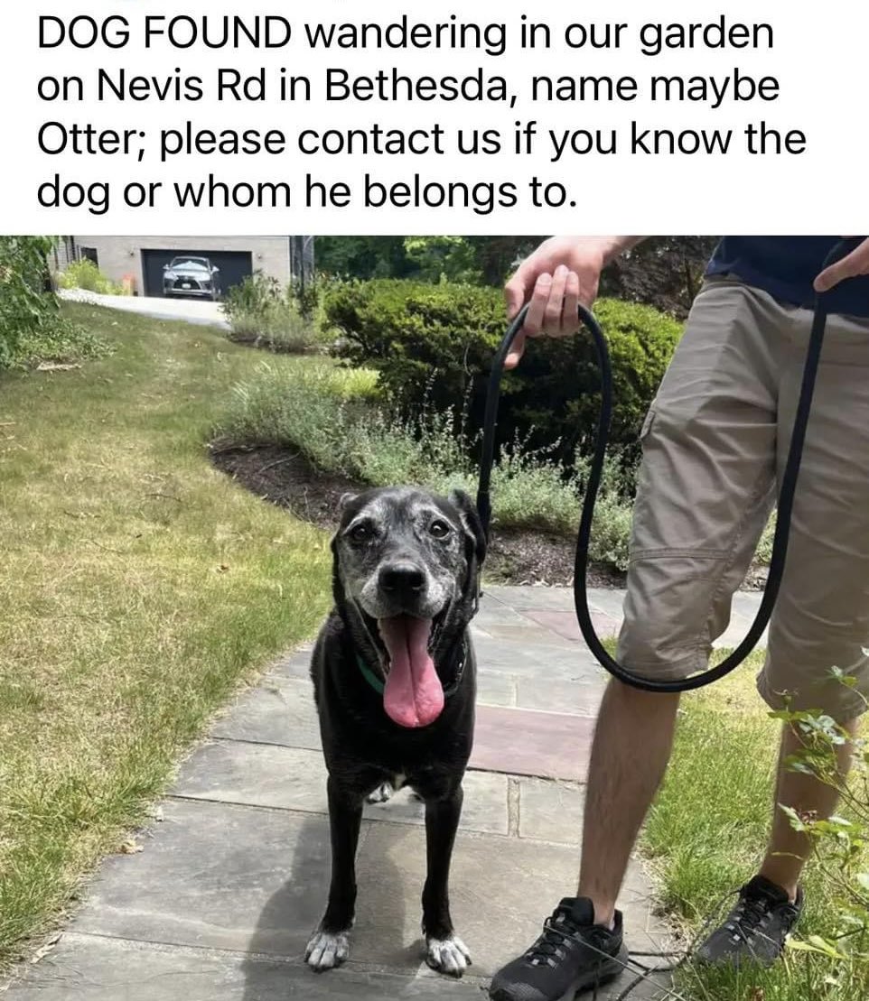 DougJoyce77's tweet photo. Friday, July 5, 2024

Dog found in Bethesda, MD.
See the details on the posted image.
If you are the owner contact Montgomery County Office of Animal Services;  

(240) 773-5900

#DogFoundInBethesda 
#DogFound
#ReuniteDogWithOwner https://t.co/7mzFTOV9Lf