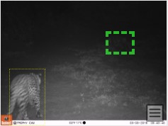 How many #leopards do you see in the first photo??

Check the second photo for the answer! A great catch by our detectors, one that perhaps even some human observers would miss on first glance...

@african_wildbook 
#machinelearning #ai #detections #spotthecat #cameratrap