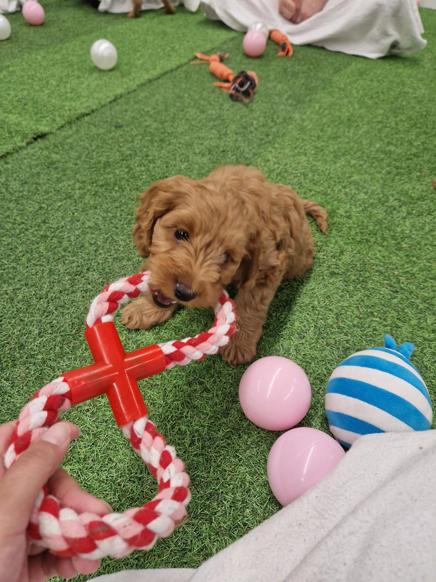 Random42 Scientific Communication tweet media