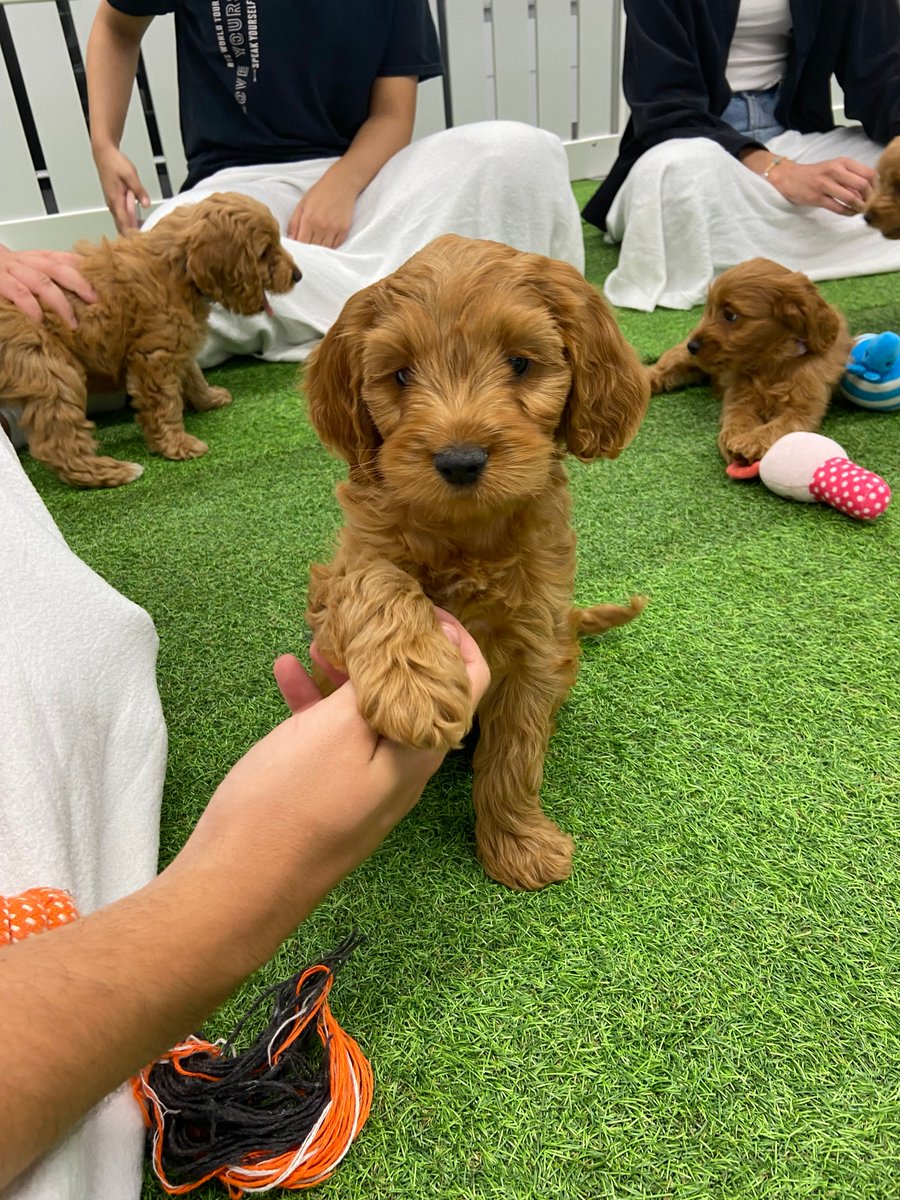 Random42 Scientific Communication tweet media