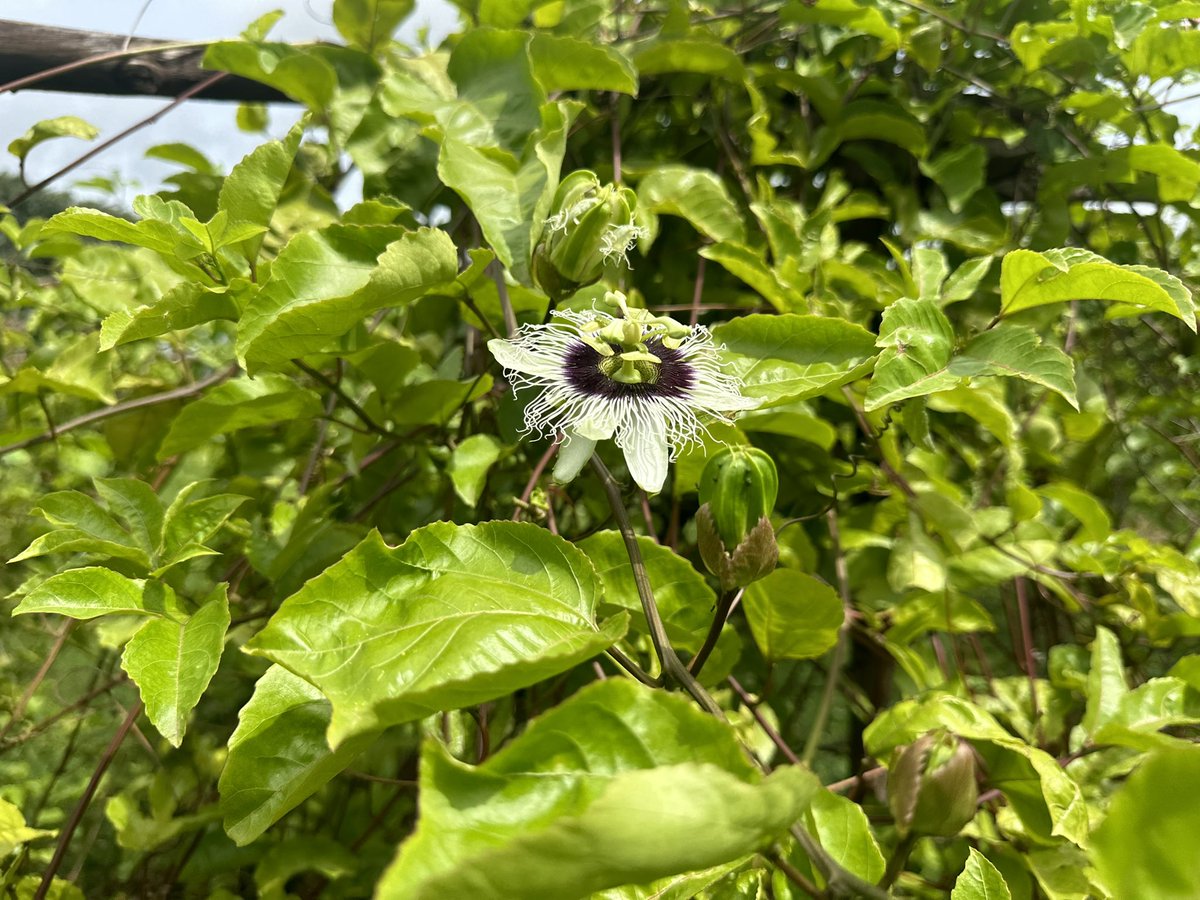 #passionfruit 🇬🇳
C’est la saison !!!!😋😋😋