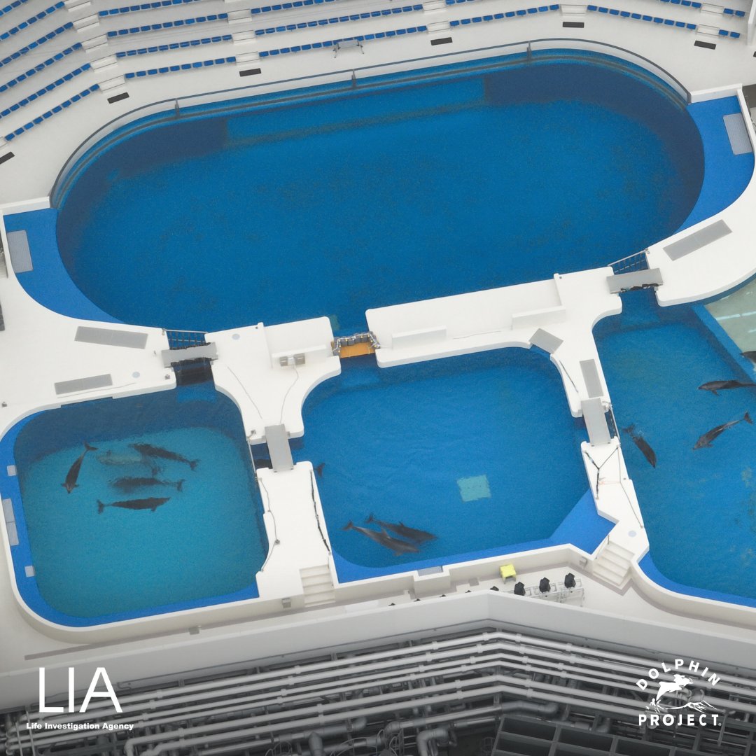 Dolphins are not circus performers. 
Pictured are dolphins at Suma Sea World in Kobe, Japan- after the show's over, they're kept behind metal gates. Like any other industry, this thrives on consumer demand. Pledge NOT to support the captive trade at: bit.ly/TakeTheDolphin…