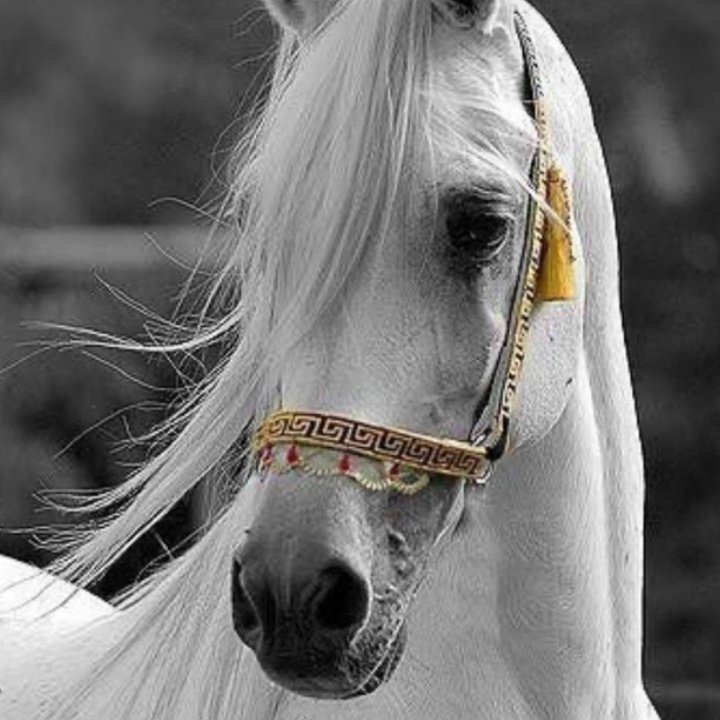 #صورة_ملف_شخصي_جديدة