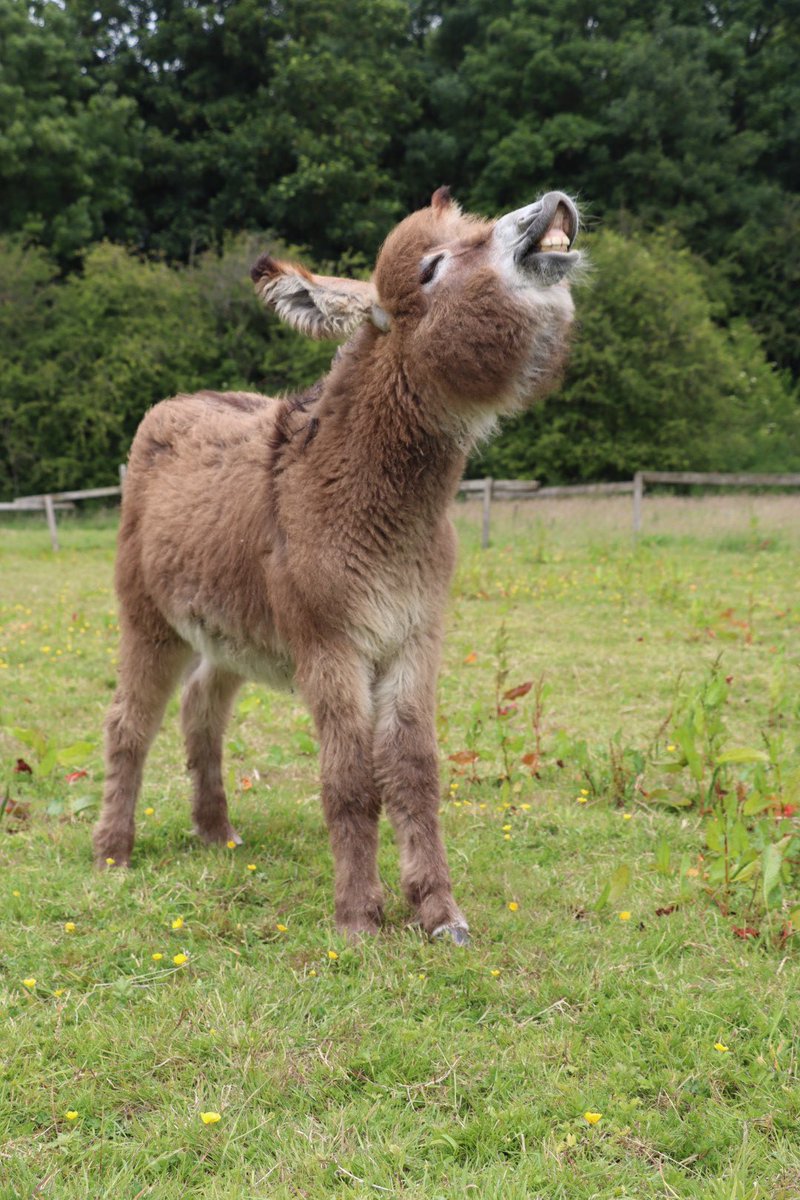 Farmily_buckets's tweet photo. When you’ve got that Friday feeling and you just can’t help shouting about it.
We hear you George 🙌🏻
#caenhillcc #friyay #georgethedonkey #babydonkey #foal #sofluffy #fridayvibes https://t.co/EJHYADCYRp
