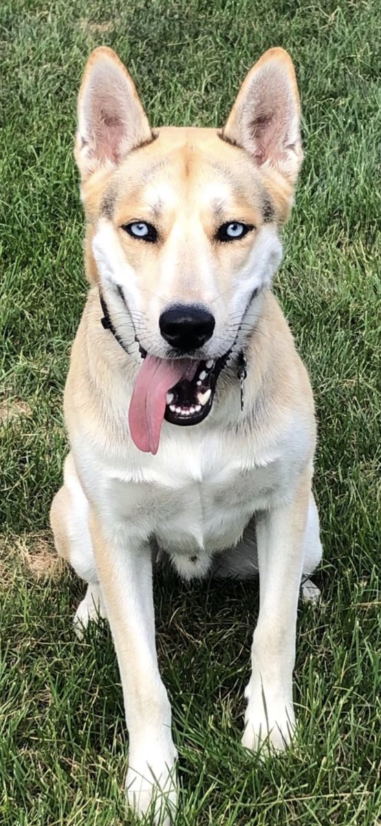 thebobbywarren's tweet photo. @stevewilldoit My shepherd / husky mix.. Scout stands about 5’8 135 pounds. 💙 https://t.co/X6PDzgzrCt