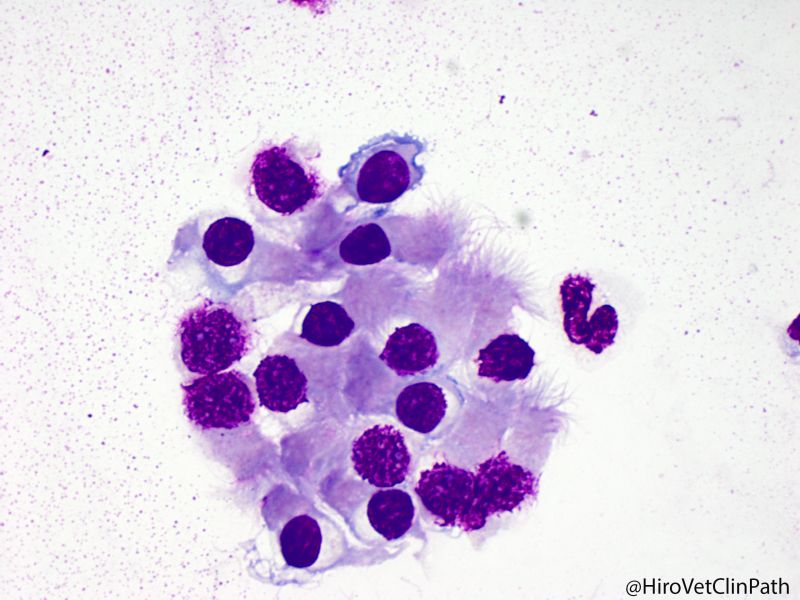 Horse, BAL, respiratory epithelial cells
ウマ、BAL、呼吸上皮細胞