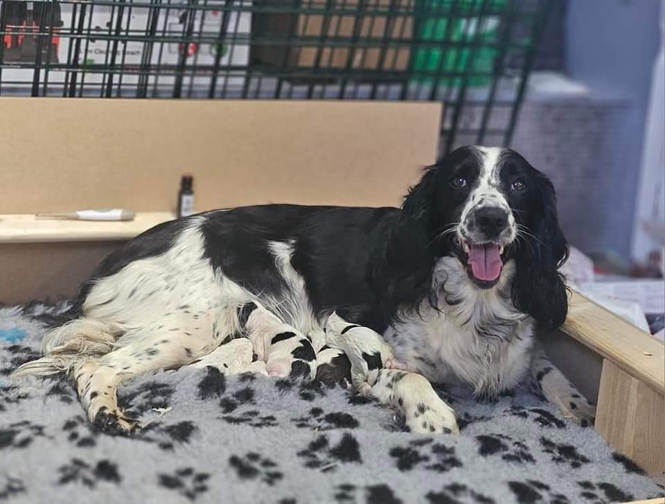 🐕 #urgent £1000 reward!!  
 NOVA black , white spaniel went missing 04/07/2024  8am from her home in Weston Lawns #Bedworth #CV12 hours after giving birth to her puppies!!!
She was let out for a wee and within a few seconds she had gone
📣 MAKE THIS TOO HOT TO HANDLE