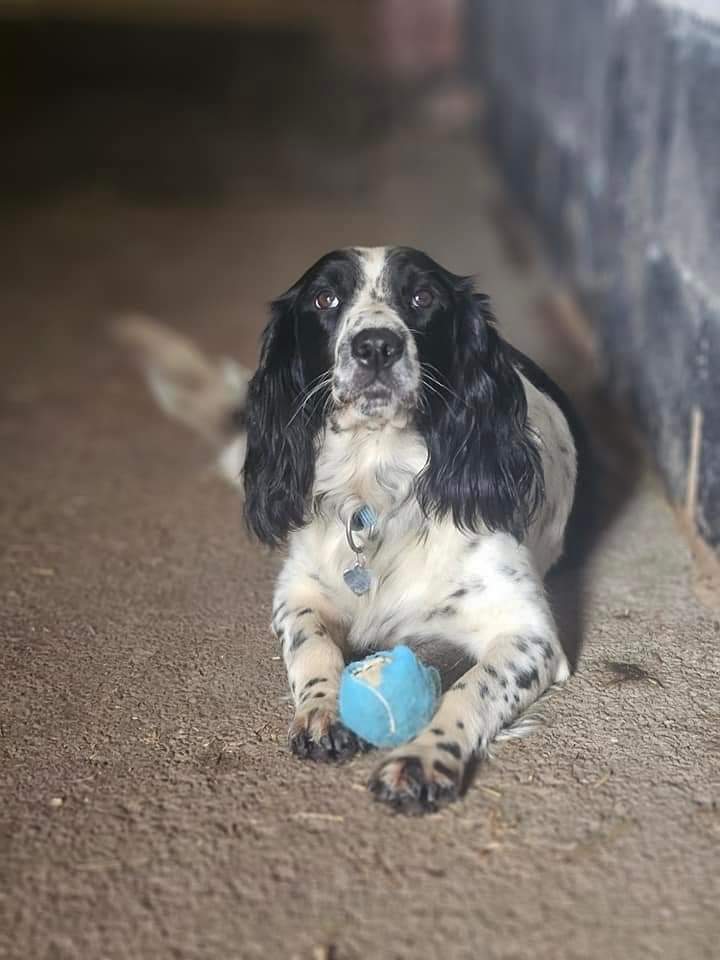 Missing Pets GB tweet media