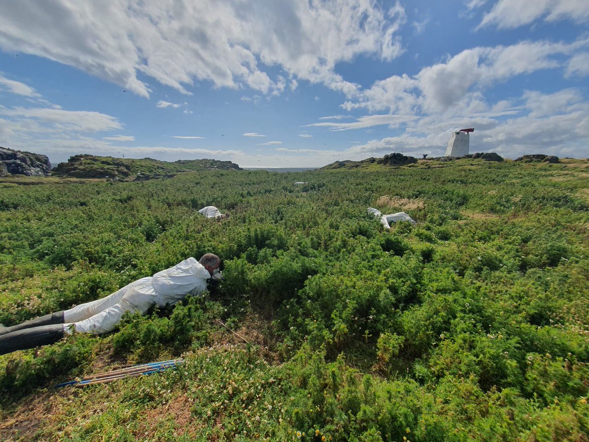 UKCEHseabirds (@ukcehseabirds) on Twitter photo Most folk were busy yesterday taking pics of their dogs outside halls around the UK, the <a href="/UK_CEH/">UK Centre for Ecology & Hydrology</a> team were checking puffin breeding success on the Isle of May for 2024.The results are in. At 77% that is a gain of 2% on the long term average. Puffins maintain the seabird majority Most folk were busy yesterday taking pics of their dogs outside halls around the UK, the <a href="/UK_CEH/">UK Centre for Ecology & Hydrology</a> team were checking puffin breeding success on the Isle of May for 2024.The results are in. At 77% that is a gain of 2% on the long term average. Puffins maintain the seabird majority