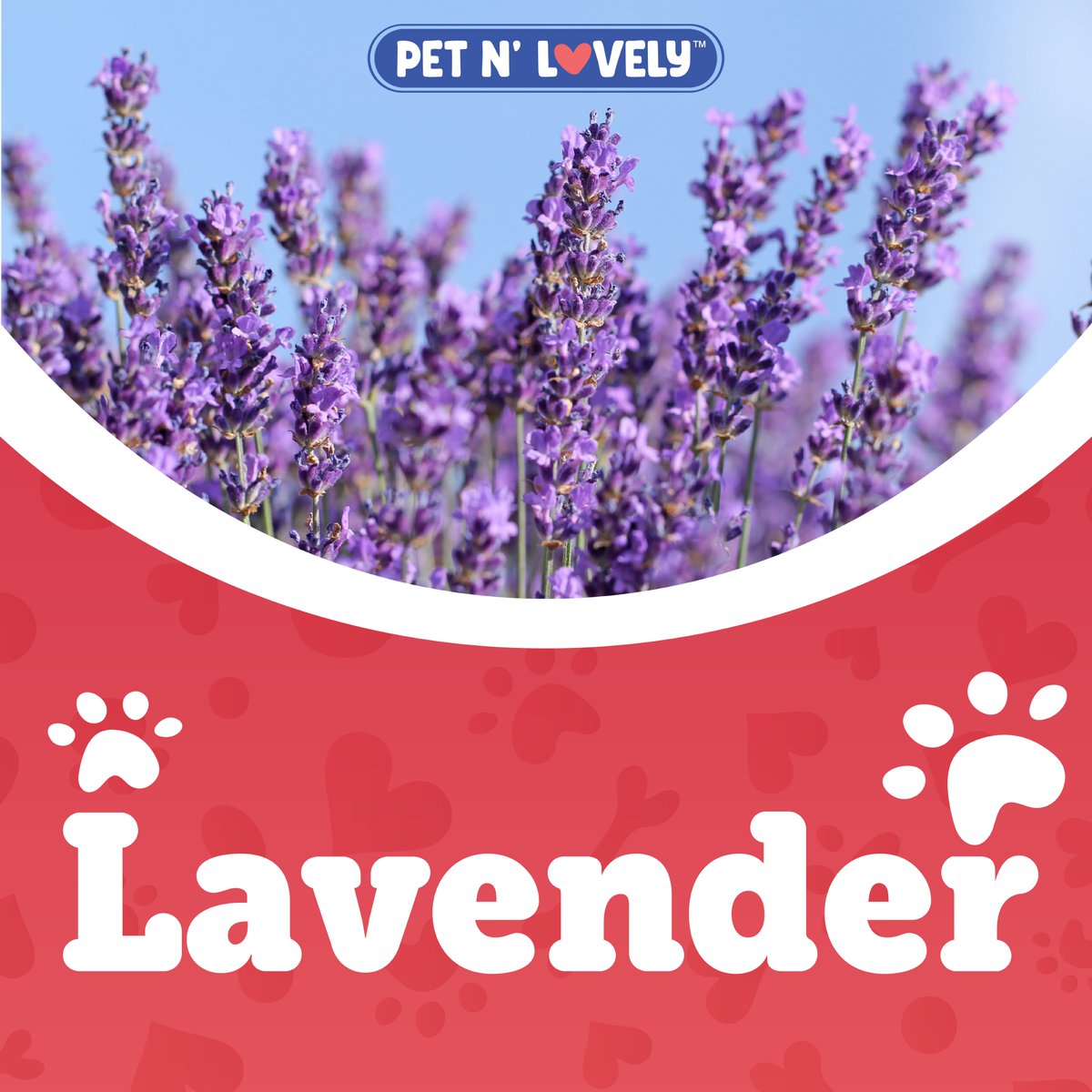 PetNLovely's tweet photo. One of our key ingredients is Lavender, leaving your pet smelling freshπͺ»π
.
.
#petnlovely #dogshampoo #catshampoo #petandlovely #dogshampoo #dogbath #dogstylist #doggroomersrock #doggrooming #doggroominglife #doggroomersofinstagram #petparent #dogmomlife #showdoglife https://t.co/auKKFk6jAJ